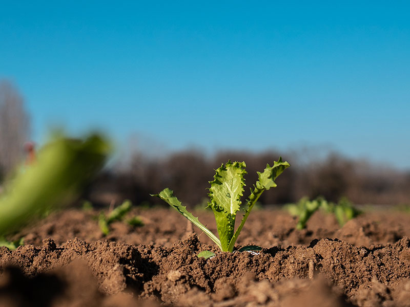 Plants salade Reveny